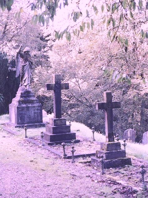 Violet Cemetery